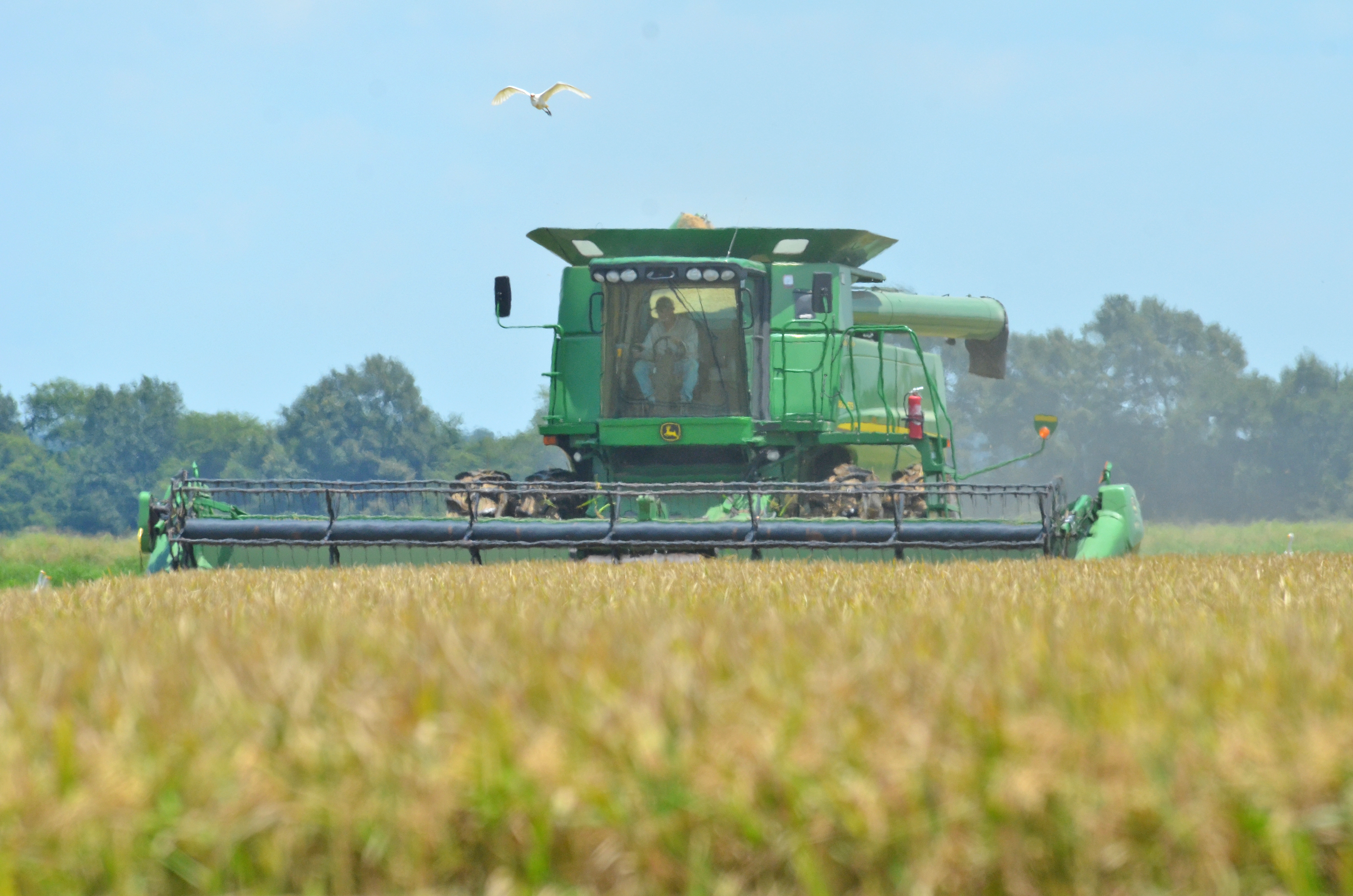 Farmers hear optimistic rice outlook